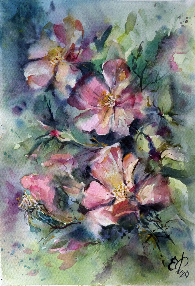 цветы розовый шиповник акварелью